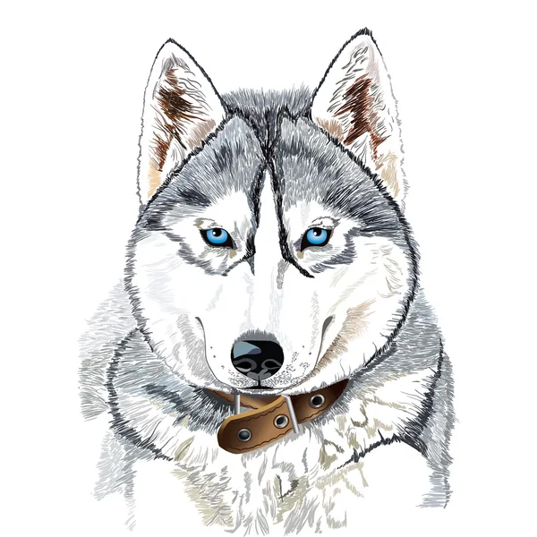 Cabeza de husky siberiano — Vector de stock