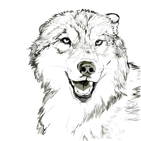 Bosquejo de hocico de lobo — Archivo Imágenes Vectoriales