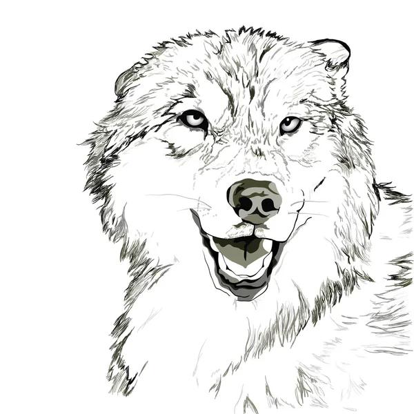 Bosquejo de hocico de lobo — Vector de stock