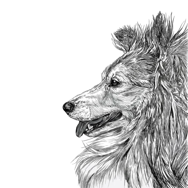 Sketch of Siberian dog — Stock Vector
