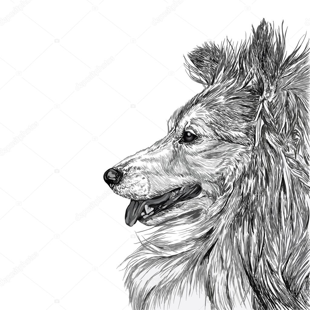 Sketch of Siberian dog