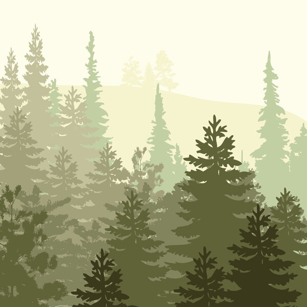 Панорама диких хвойных лесов

