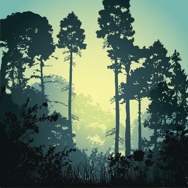 Bosque de ilustración por la mañana — Vector de stock