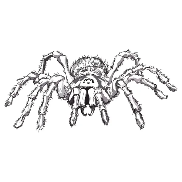Araignée noire — Image vectorielle