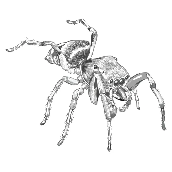 黑蜘蛛动物 — 图库矢量图片
