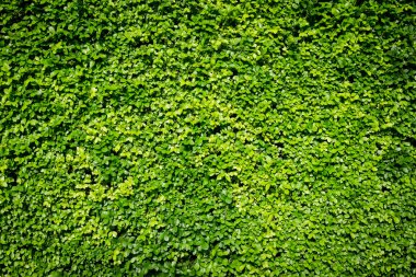 Yeşil Yapraklar duvar arkaplanı