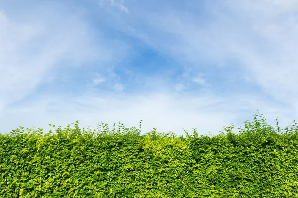 Bulut ve gökyüzü arka plan ile yeşil yaprakları duvar — Stok fotoğraf