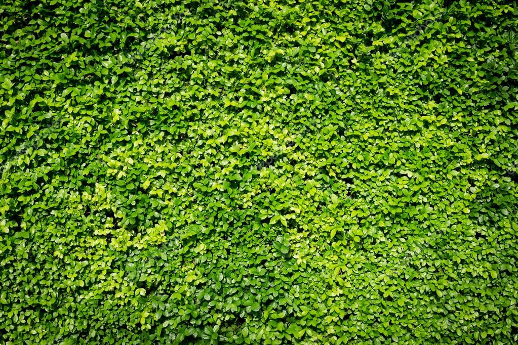 Green leaves wall background Stock Photo by ©amstockphoto 113365472