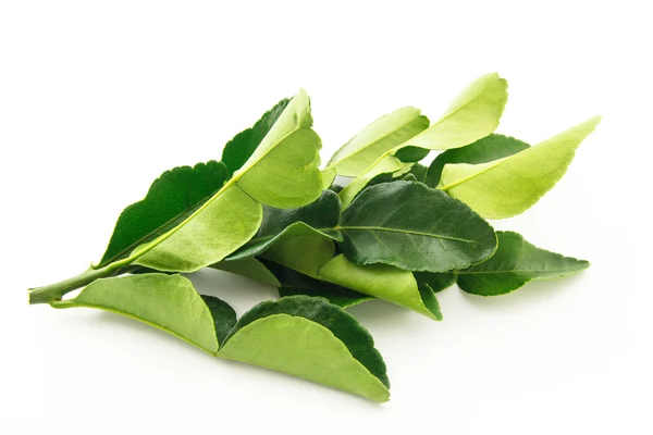 Kaffir lime leaves on white background — Stock Photo, Image