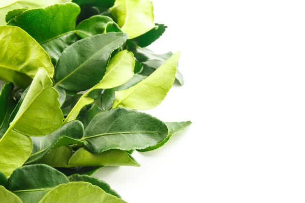 Kaffir lime leaves on white background — Stock Photo, Image