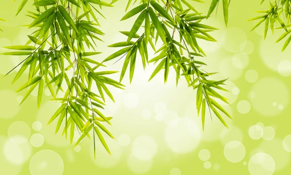 Bamboo leaves on bokeh background — Stock Photo, Image