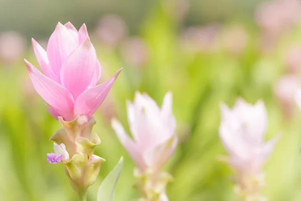 Pink siam tulip — Stock Photo, Image