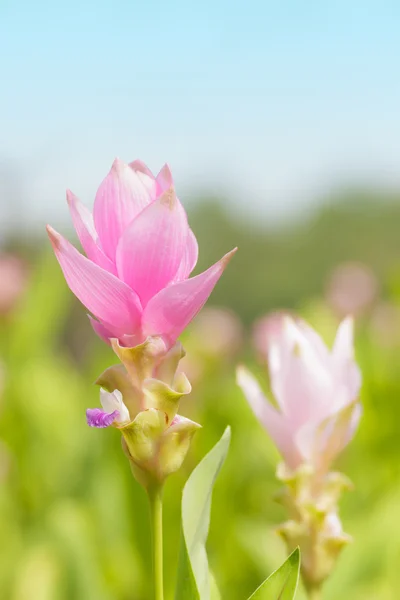 Ροζ tulip Σιάμ — Φωτογραφία Αρχείου