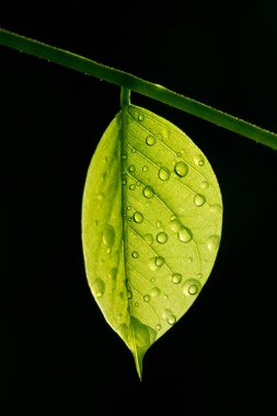 siyah arka plan üzerine su ile yarı saydam yaprak düşer