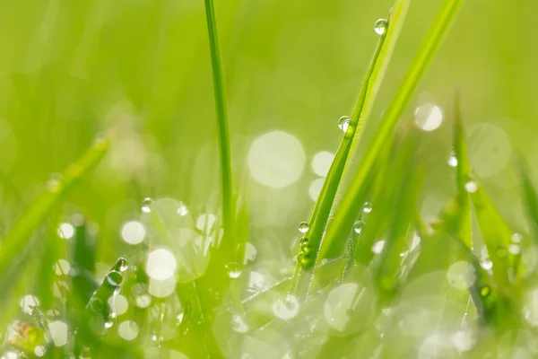 水滴が草の背景に — ストック写真