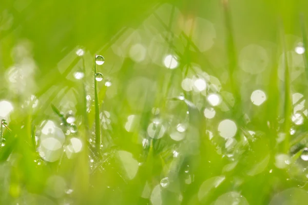 Gotas de água no fundo da grama — Fotografia de Stock