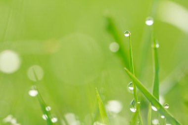 bokeh çim üstünde su damlaları 