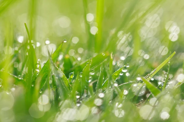 Gotas de água na grama com bokeh — Fotografia de Stock