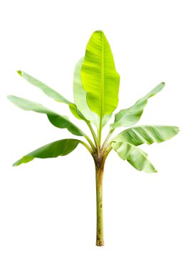 Beyaz arka plan üzerinde izole genç muz ağacı