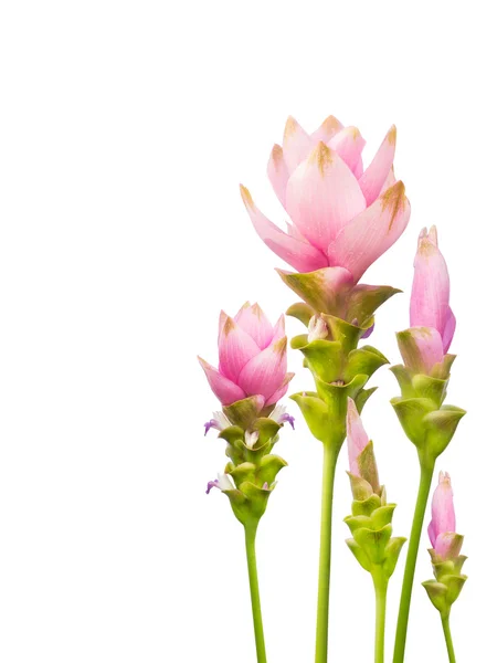 Siam Tulip isolated on white background — Stock Photo, Image
