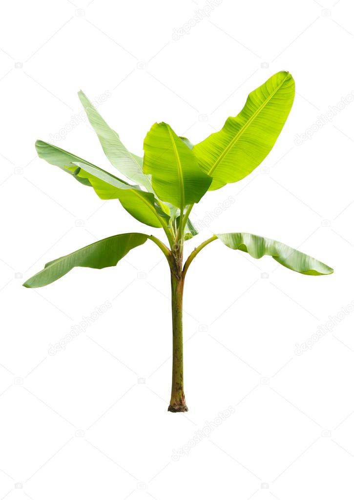 Young banana tree isolated on white background