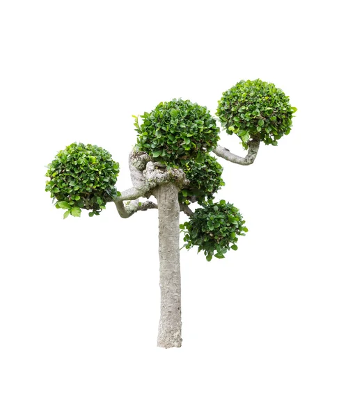 Dwarf tree isolated on white background — Stock Photo, Image