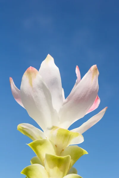 Witte siam tulip met hemelachtergrond — Stockfoto