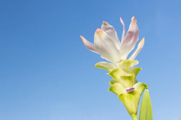 Белый сиамский тюльпан с небом — стоковое фото
