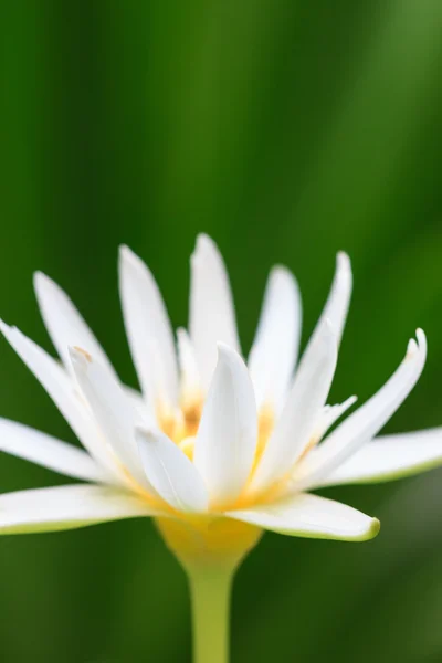 Cerrar flor de loto blanco —  Fotos de Stock