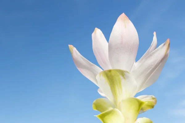 Сиамский цветок тюльпан на фоне неба — стоковое фото