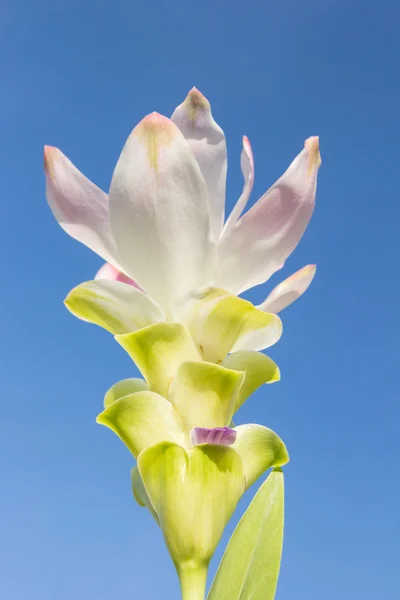 Witte siam tulip met hemelachtergrond — Stockfoto