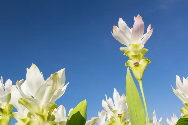 Witte siam tulip met sky — Stockfoto