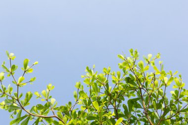 mavi gökyüzü arkaplanlı yeşil yapraklar