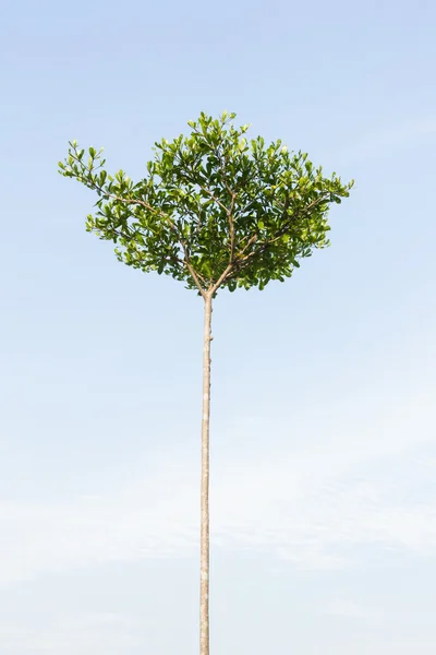 Elfenbenskusten mandel träd med sky — Stockfoto