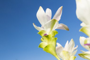 gökyüzü ile beyaz siam Lale çiçek 