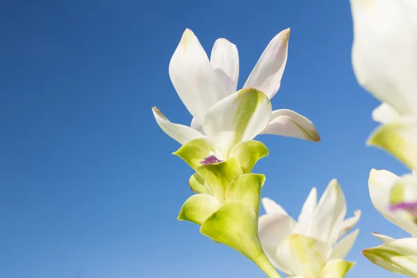 Белый сиамский тюльпан с небом — стоковое фото