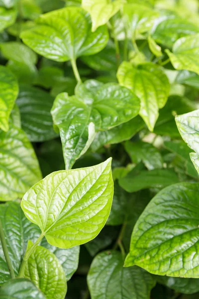 Divoký betel leafbush — Stock fotografie