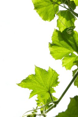 beyaz zemin üzerine sünger kabak yapraklar