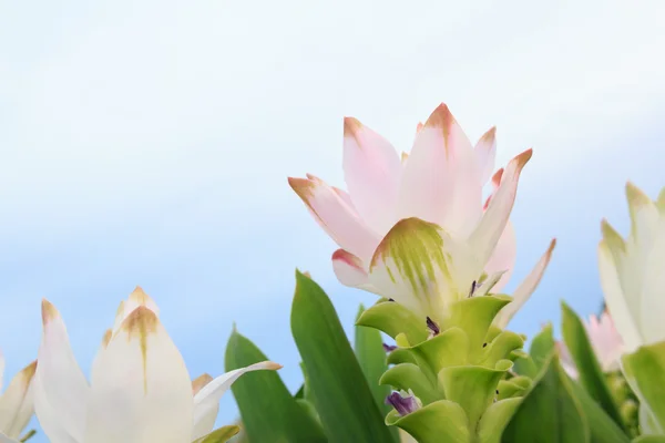 Розовый сиамский тюльпан — стоковое фото
