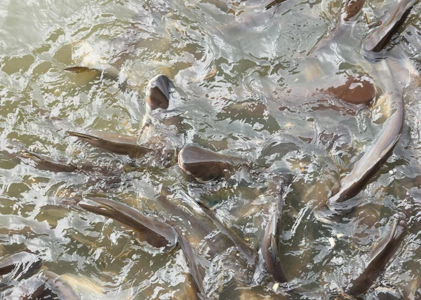 Sutchi bagre en el agua — Foto de Stock