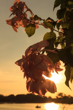 Günbatımı pembe Dona Luz çiçek