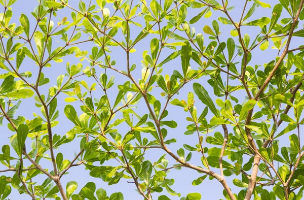 Grüne Blätter Baum mit Himmel Hintergrund — Stockfoto