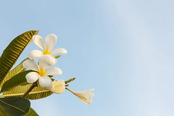 White Plumeria Flower on Sky Background — Stock Photo, Image