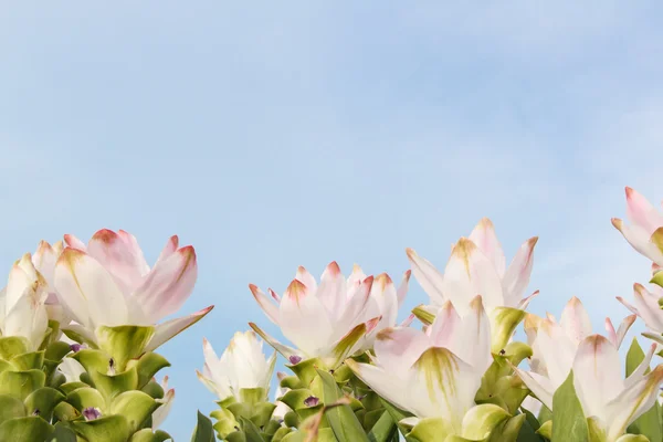 Rosa siam tulipán con cielo —  Fotos de Stock