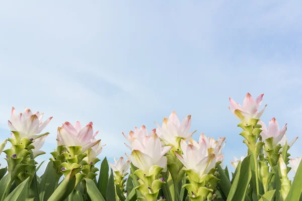 Roze siam tulip met sky — Stockfoto