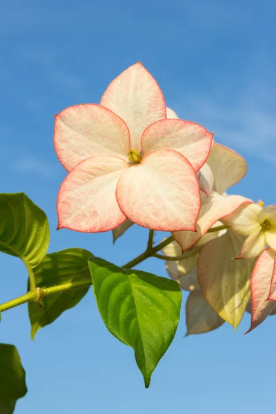 Roze Dona Luz (Queen Sirikit) bloem met sky — Stockfoto