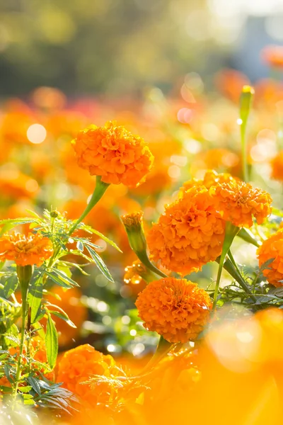 Flores de calêndula com gota de água pela manhã — Fotografia de Stock