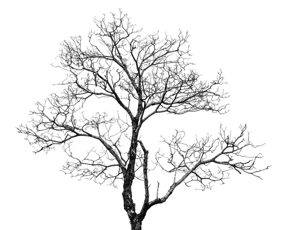 Arbre mort noir et blanc — Photo