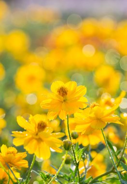 Sarı kozmos çiçekleri ile su damlaları 