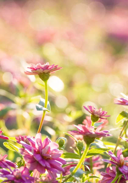 Mor zinnia çiçekler — Stok fotoğraf